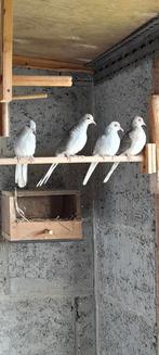 Diamantduifjes en gouldamadines