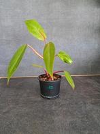 Philodendron painted lady nr 10, Huis en Inrichting, Kamerplanten, Ophalen