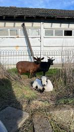 2 geiten miekes te koop, Dieren en Toebehoren, Schapen, Geiten en Varkens