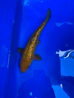 Ginrin chagoi, Dieren en Toebehoren