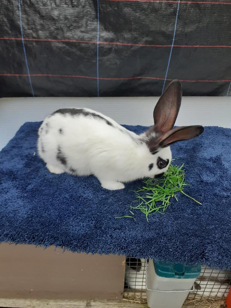 Vlinder konijnen mannetjes 7weken oud, Dieren en Toebehoren, Konijnen