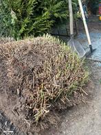 Riet, Tuin en Terras, Ophalen of Verzenden