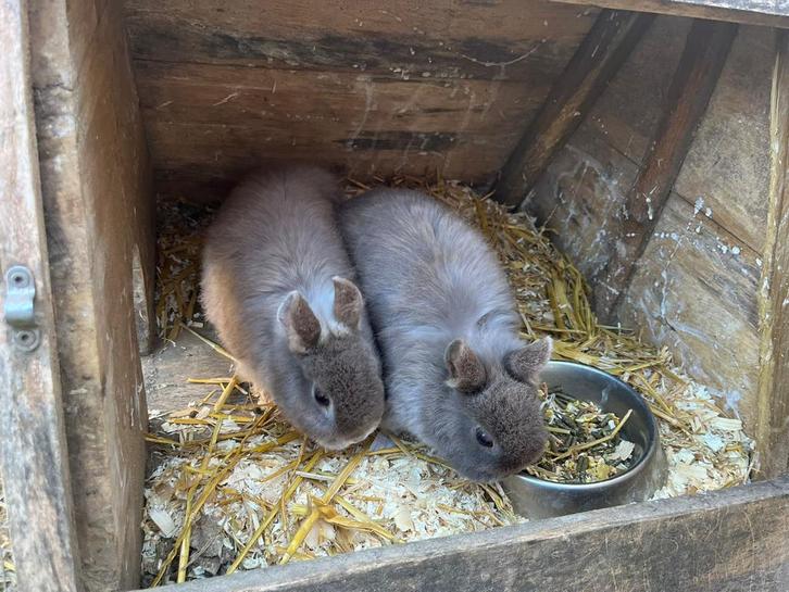 Dwergkonijntjes, Dieren en Toebehoren, Knaagdieren, Vrouwelijk, Overige typen, Maart