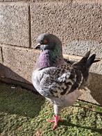 Late king kras duivin