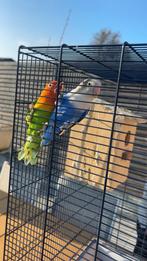 Vogels, 3 dwergpapegaaien