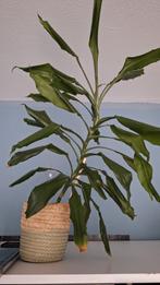 Dracaene Plant, Enlèvement