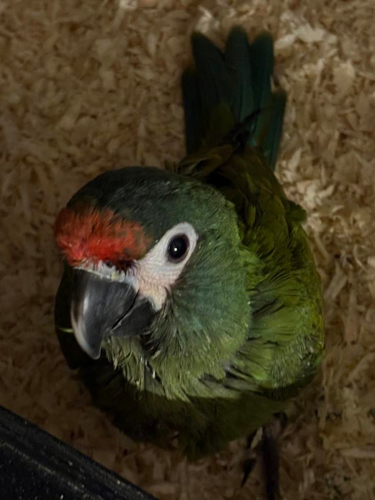 ara maracana, Mâle, Perroquet, Domestique