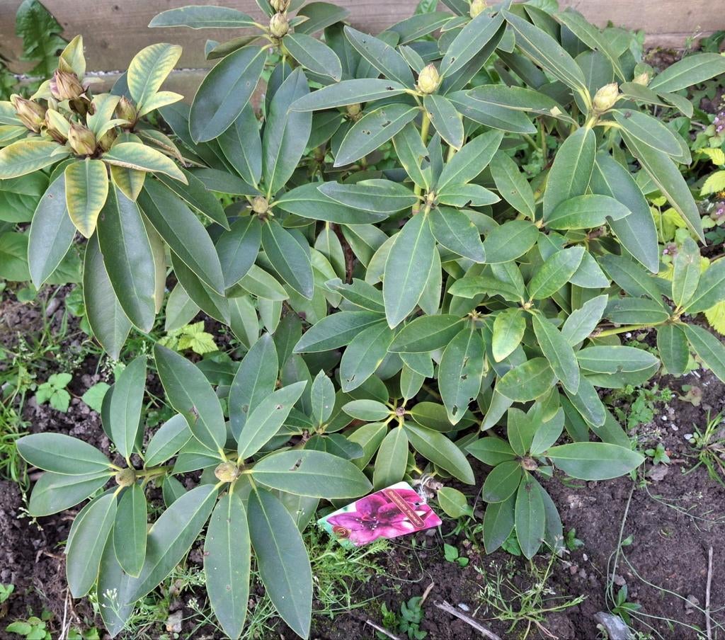 Rododendron Polarnacht, Tuin en Terras, Planten | Tuinplanten, Vaste plant, Halfschaduw, Zomer, Ophalen