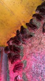 Parelhoenders kuikens, Ophalen