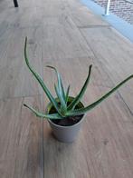 Aloe Vera, Enlèvement
