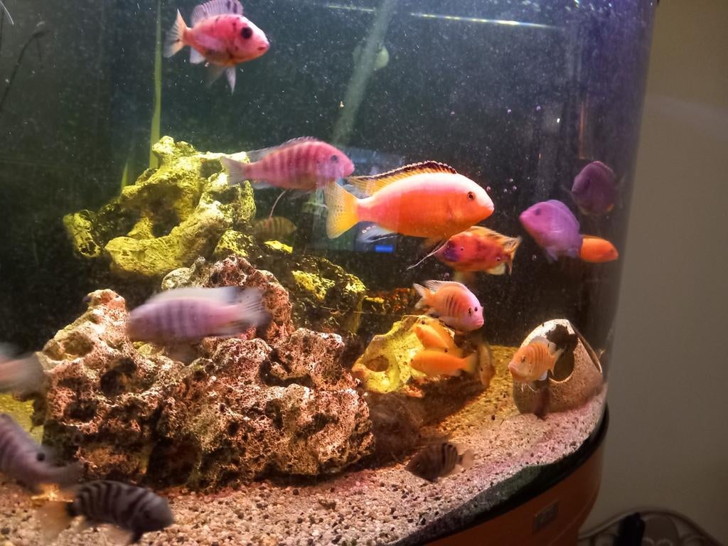 Malawi cicliden, Dieren en Toebehoren, Ophalen