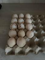 Broedeieren indische loopeend, Dieren en Toebehoren, Ophalen, Nieuw, Broedmachine