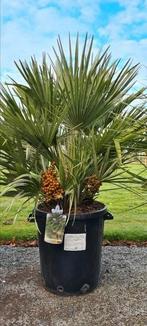 Europese dwergpalm - Chamaerops Humilis, Tuin en Terras, Ophalen