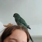 Kakariki verloren, Dieren en Toebehoren, Vogels | Parkieten en Papegaaien