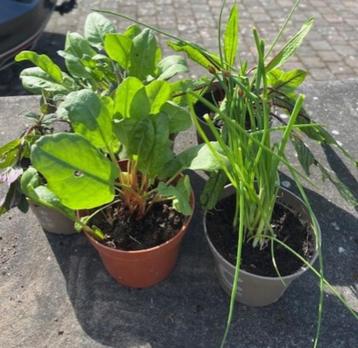 allerlei kruiden plantjes  beschikbaar voor biedingen