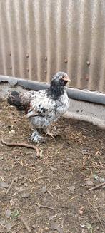 Kippen, Dieren en Toebehoren, Pluimvee, Geslacht onbekend