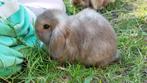 Raszuiver handtam minilop konijntje voedster, Klein, Vrouwelijk, 0 tot 2 jaar, Hangoor