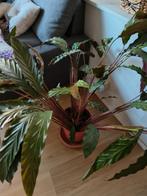 Calathea Plant / Plant / Plante, Huis en Inrichting, Kamerplanten, Ophalen, 100 tot 150 cm, Overige soorten, Halfschaduw