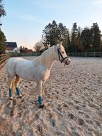 Trainen van alle paarden, Dieren en Toebehoren, Paarden, Zadelmak