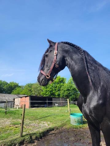 Te koop Friese hengst., Dieren en Toebehoren, Gechipt, Hengst, 160 tot 165 cm, 11 jaar of ouder