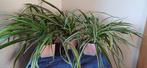 3 mooie grote planten van graslelie, Huis en Inrichting, Kamerplanten, Ophalen