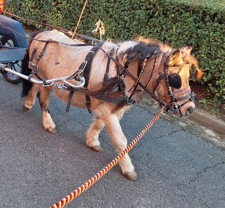 Mentuig ideal Nylon mini, Dieren en Toebehoren, Rijtuigen en Koetsen, Zo goed als nieuw, Marathonwagen, Pony