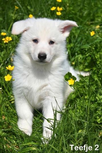 Heel mooie Zwitserse Witte Herder pups, Dieren en Toebehoren, Honden | Herdershonden en Veedrijvers, België, CDV (hondenziekte)