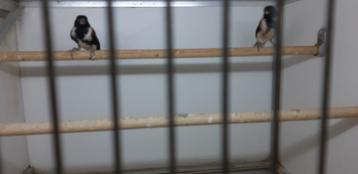 ALARIO KANARIE SIJS beschikbaar voor biedingen