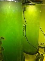 15€ paket 3L phytoplankton + verzending!, Dieren en Toebehoren, Ophalen, Zo goed als nieuw