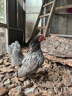 Europse serama blauw spash koppel, Dieren en Toebehoren, Pluimvee