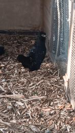 Watermaalse baardkriel, Dieren en Toebehoren, Pluimvee