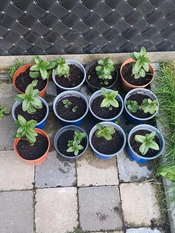 Marokaanse Muntplanten, Tuin en Terras, Ophalen