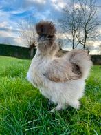 Zijdehoen hen, Dieren en Toebehoren, Pluimvee, Vrouwelijk, Kip