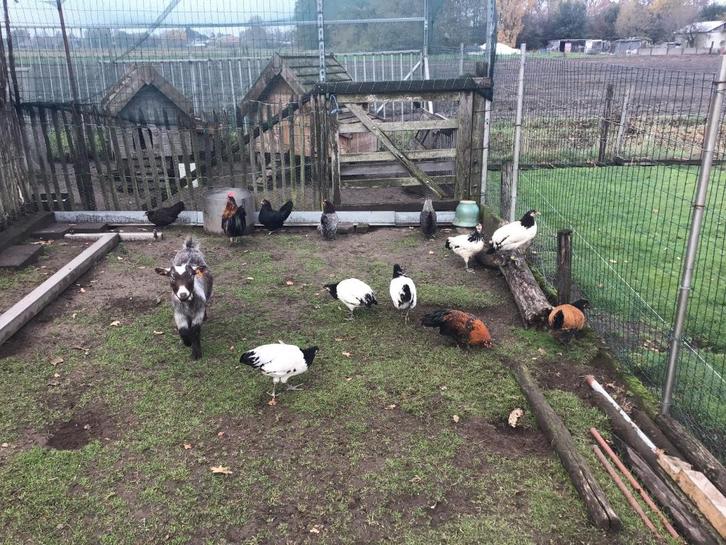 Lakenvelder hennen, Dieren en Toebehoren, Pluimvee, Kip, Vrouwelijk