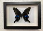 Papilio arcturus ingelijst, Ophalen of Verzenden, Nieuw