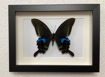 Papilio arcturus ingelijst beschikbaar voor biedingen
