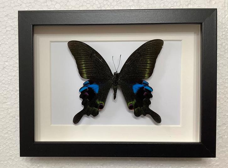 Papilio arcturus ingelijst, Verzamelen, Dierenverzamelingen, Nieuw, Ophalen of Verzenden