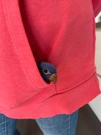 Handtamme lori van de blauwe bergen., Dieren en Toebehoren, Vogels | Parkieten en Papegaaien, Geslacht onbekend, Geringd