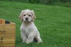 Amerikaanse cocker spanniel pups, Dieren en Toebehoren, Honden | Retrievers, Spaniëls en Waterhonden, 15 weken tot 1 jaar, Buitenland
