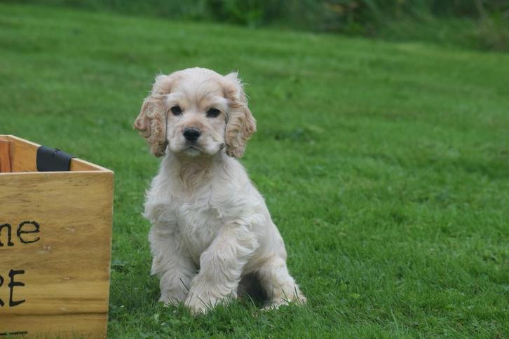 Amerikaanse cocker spanniel pups, Dieren en Toebehoren, Honden | Retrievers, Spaniëls en Waterhonden, Meerdere dieren, Spaniël
