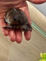 Waterschildpadden + alle benodigdheden, Dieren en Toebehoren, Reptielen en Amfibieën, Schildpad, Met terrarium, 3 tot 6 jaar