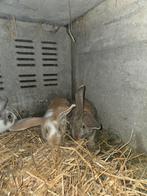 Jeunes lapins croisé, Novembre, Mâle