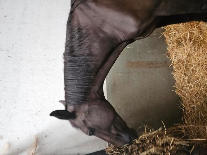 Gezocht : weide met stalling, Dieren en Toebehoren, Stalling en Weidegang, Stalling