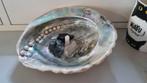 Abalone ou coquillage d'ORMEAU, Envoi, Coquillage(s)