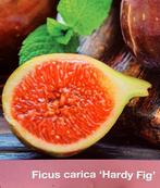Vijgenboom Ficus carica 'Hardy Fig', Ophalen, In pot, Herfst, 100 tot 250 cm