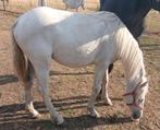 Connemara jaarling hengst met goede afstamming, Dieren en Toebehoren, Pony's, Hengst, Springpony, Gechipt, 0 tot 2 jaar