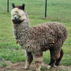 Alpaca  2 prachtige  grijze hengsten  met stamboom, Dieren en Toebehoren, Oktober, Mannelijk