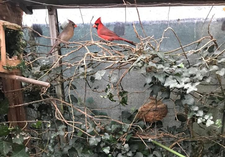 rode kardinalen, Dieren en Toebehoren, Vogels | Overige Vogels, Wildzangvogel, Meerdere dieren, Geringd