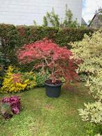 Érable du Japon, Jardin & Terrasse, Plantes | Arbres