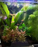 Qubiq 60 compleet met led en Co2 installatie, Ophalen, Zo goed als nieuw, Gevuld zoetwateraquarium